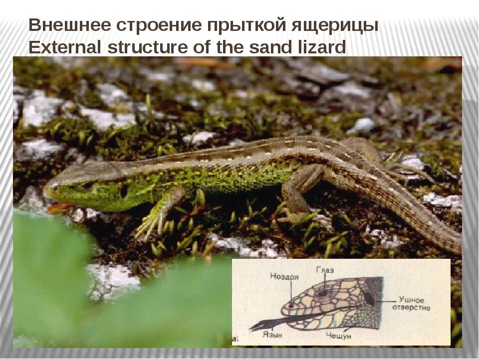 Тип развития прыткой ящерицы. Ареал прыткой ящерицы. прыткая и живородящая ящерицы. прыткая ящерица. прыткая ящерица двухцветная.