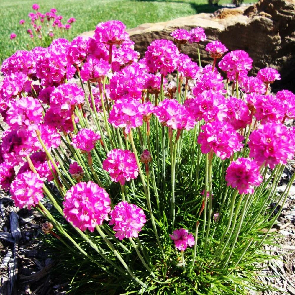 Армерия Приморская. Армерия Приморская splendens. Армерия Приморская (Armeria maritima). Армерия Приморская розовая. Армерия фото цветов