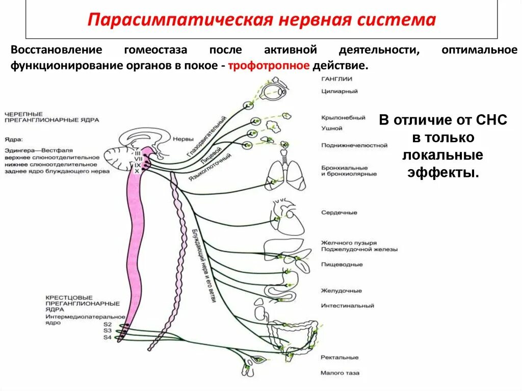 Вегетативные нужны для. Блок схема парасимпатического отдела вегетативной нервной системы. Парасимпатическая система и симпатическая система. Симпатическая нервная система нервной системы это. Парасимпатический отдел вегетативной нервной схема.