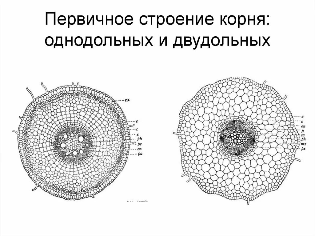 Корни двудольных и однодольных растений. Поперечный срез корня однодольного растения. Первичное строение корня однодольного растения. Поперечный срез корня однодольного и двудольного. Поперечный срез корня однодольного.