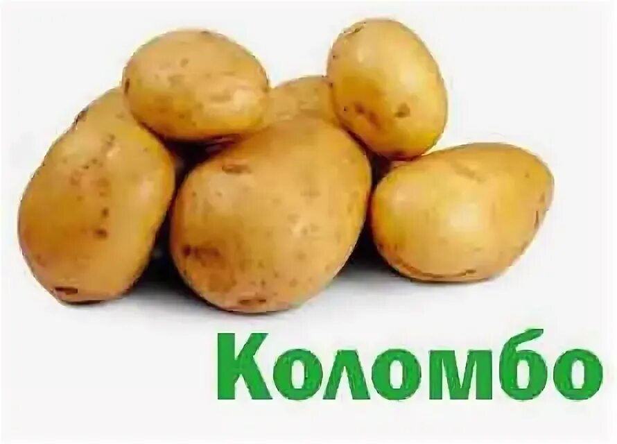 Характеристики сорта коломбо. Картофель семенной коломбо. семенной картофель коломбо описание сорта. картофель сорт коломба. сорт картофеля коломбо.