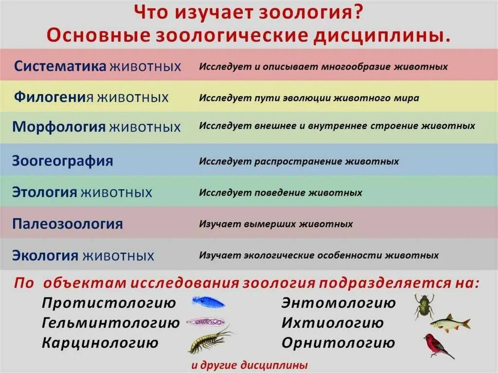 Какая биология изучает рыб. Название наук о животных. Названия наук изучающих животных. Науки которые изучают животных. Разделы биологии Зоология.