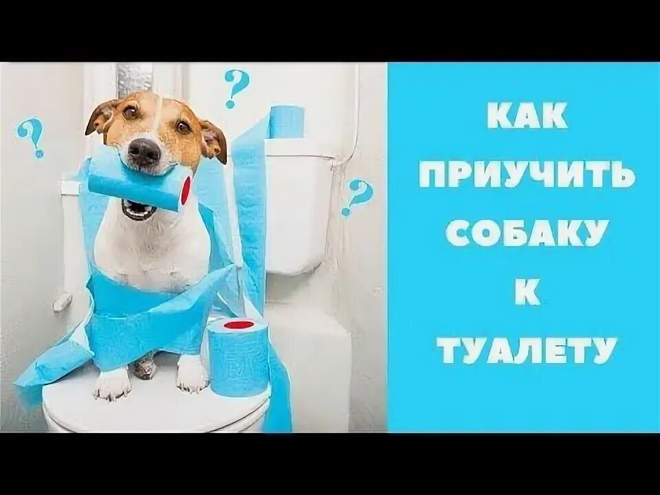 Как научить щенка туалету. Приучение щенка к туалету. приручение к туалету собака. приучение собаки к унитазу. приучить собаку к унитазу.