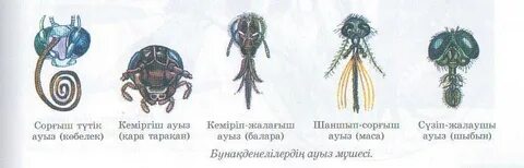 Аяқтарын жоғары көтерген жалаңаш сұлулар