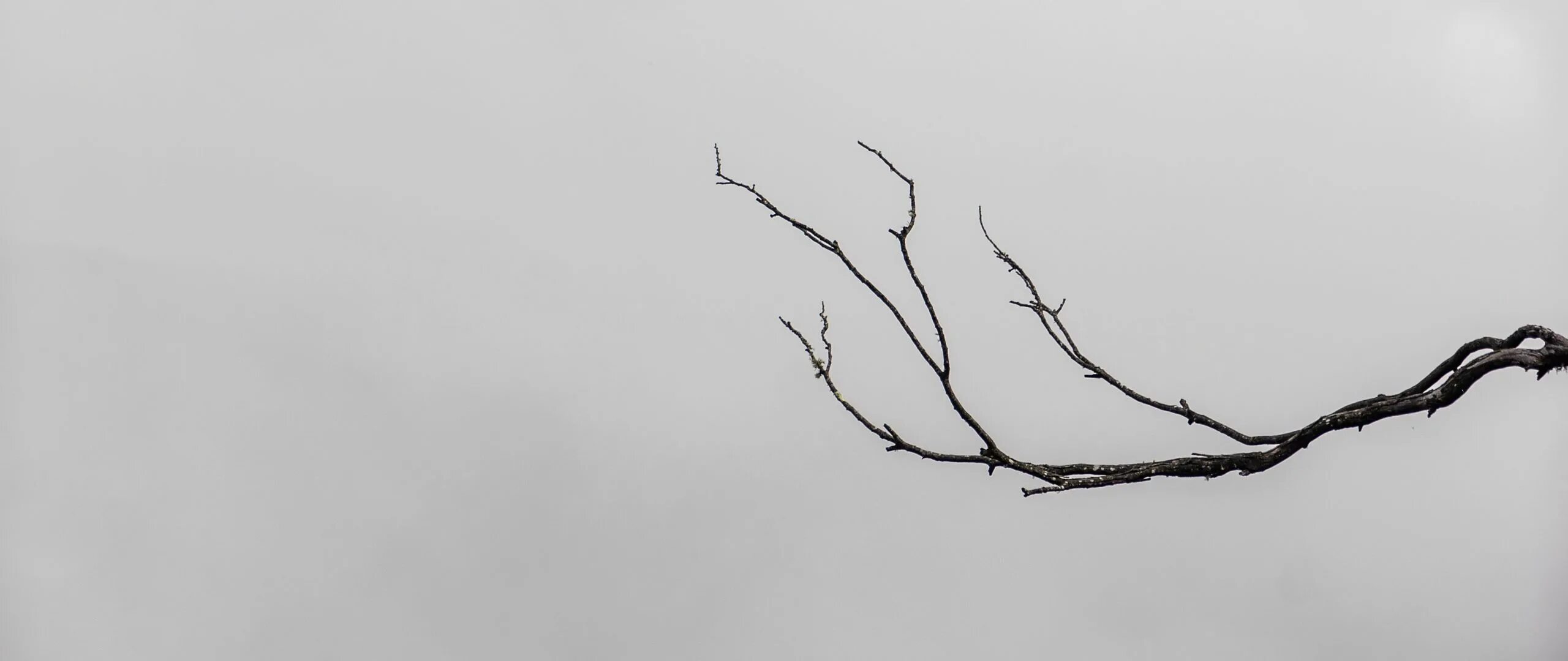 Empty branch