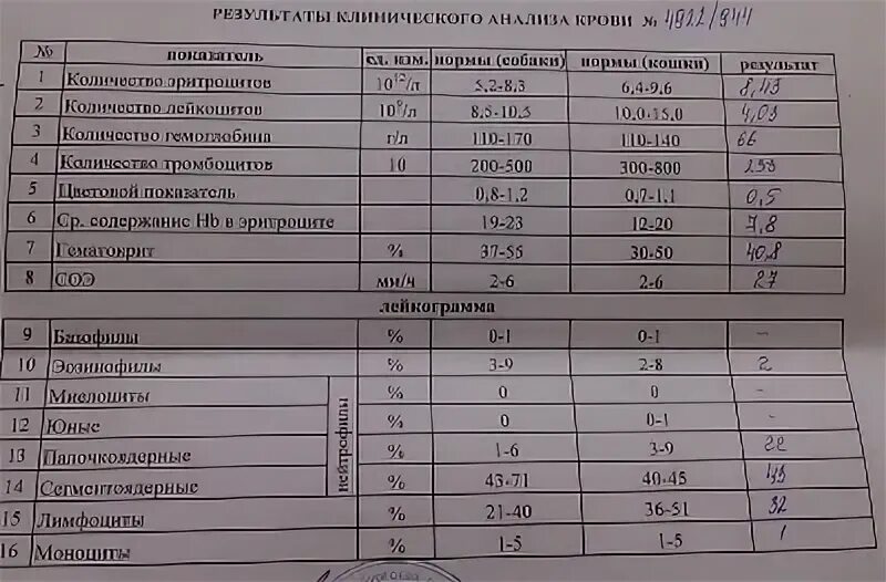 Повышен соэ форум. Гемоглобин у кота норма. Норма СОЭ У кошек. Норма гемоглобина в крови у кота. Гемоглобин у кошек норма.