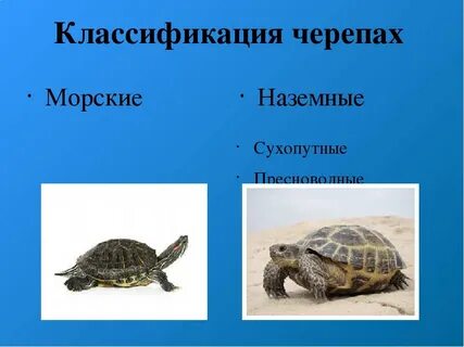 Пресмыкающиеся черепахи виды