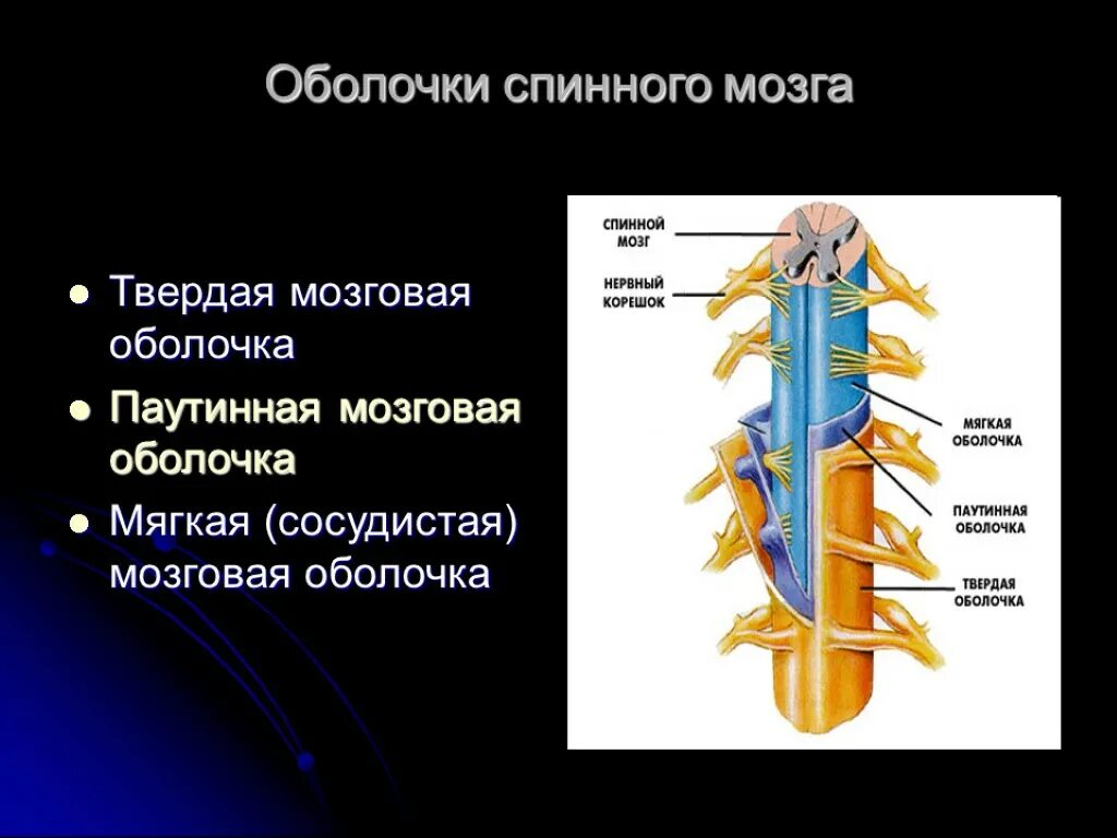 Мягкая оболочка спинного. Схема строения оболочек спинного мозга. Твердая паутинная и мягкая оболочка спинного мозга. Схему оболочек спинного и головного мозга.. Твёрдая мозговая оболочка спинного мозга.