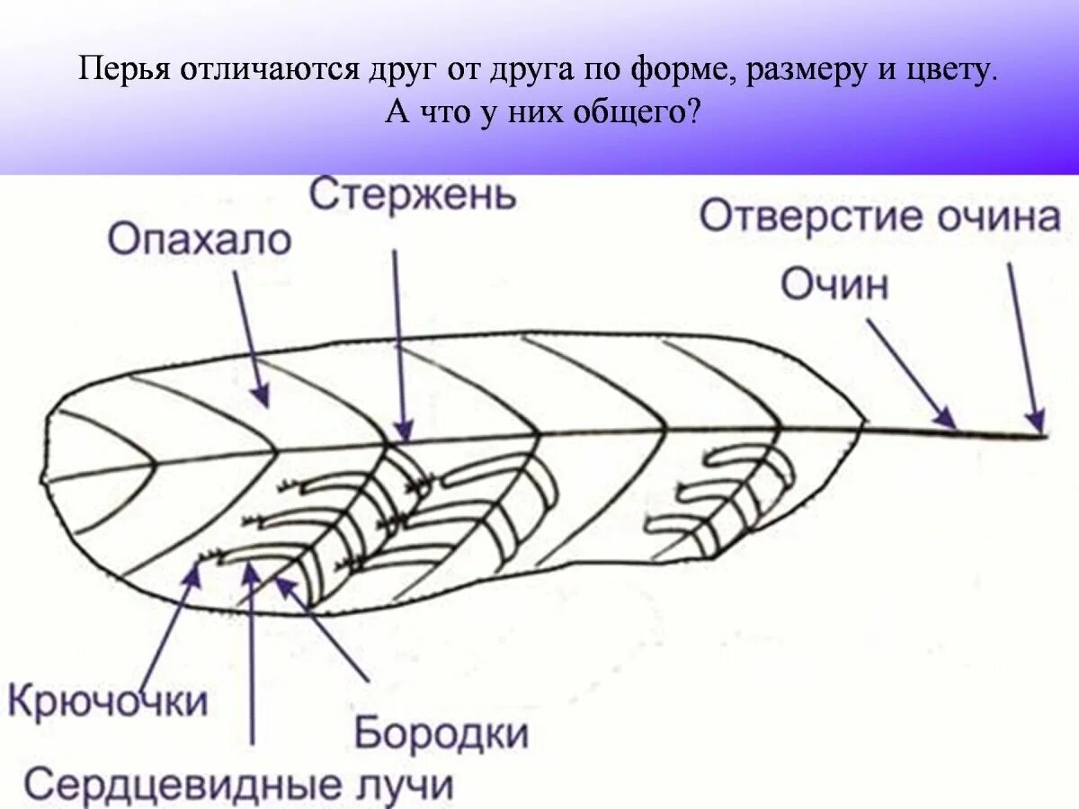 Изучение строения пера птицы. Схема строения пера птицы. Строение контурного пера птицы рисунок. Строение опахала пера птицы. Строение контурного пера птицы.