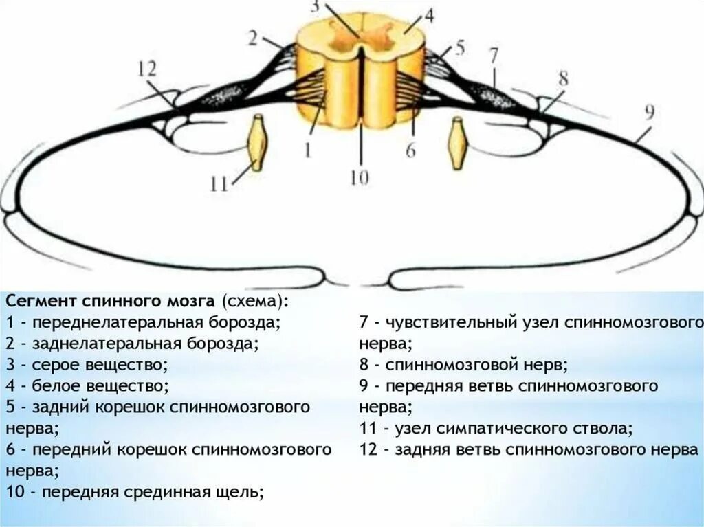 Входят в состав задних корешков спинного мозга. Спинномозговой узел спинного мозга. Образование спинномозговых нервов схема. Спинномозговой узел спинномозговой нерв. Чувствительный узел спинного мозга.