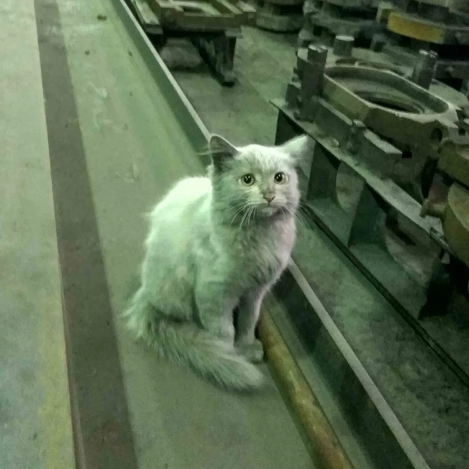 Кот на заводе мем. Кот на заводе. котик на заводе мем. грязный кот на заводе. кот работяга на заводе.