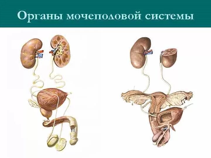 Мочеполовая система. Мочеполовая система анатомия. Анатомия мочевыделительной системы. Строение выделительной системы.