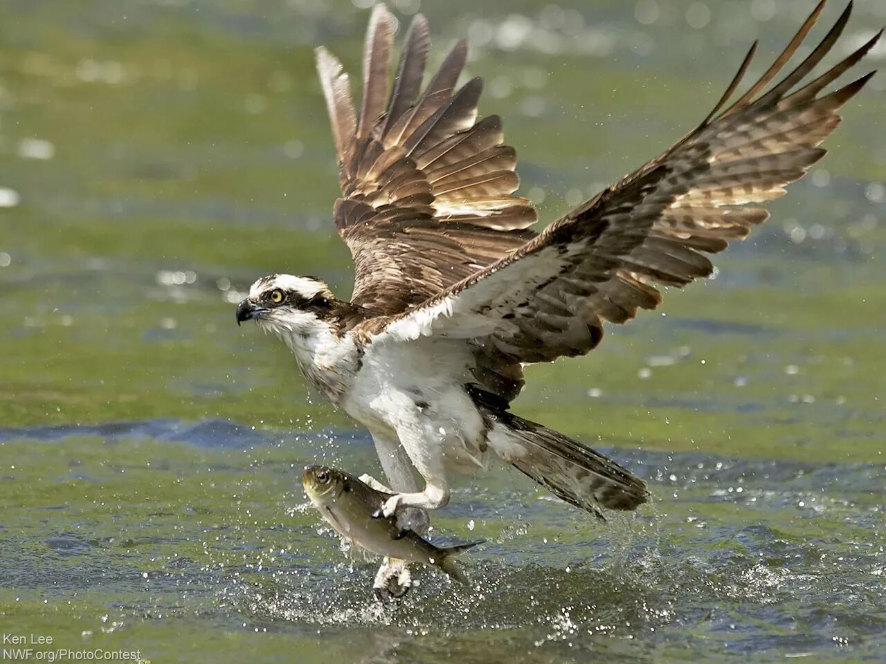 Скопа красная книга. Птица рыболов Скопа. Скопа – Pandion haliaetus (Linnaeus, 1758). Скопа (Pandion haliaetus). Скопа Нургуш.