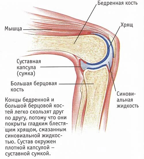 Коленный сустав анатомия строение. Строение человеческого колена. Как устроено колено у человека. Как устроен коленный сустав человека.