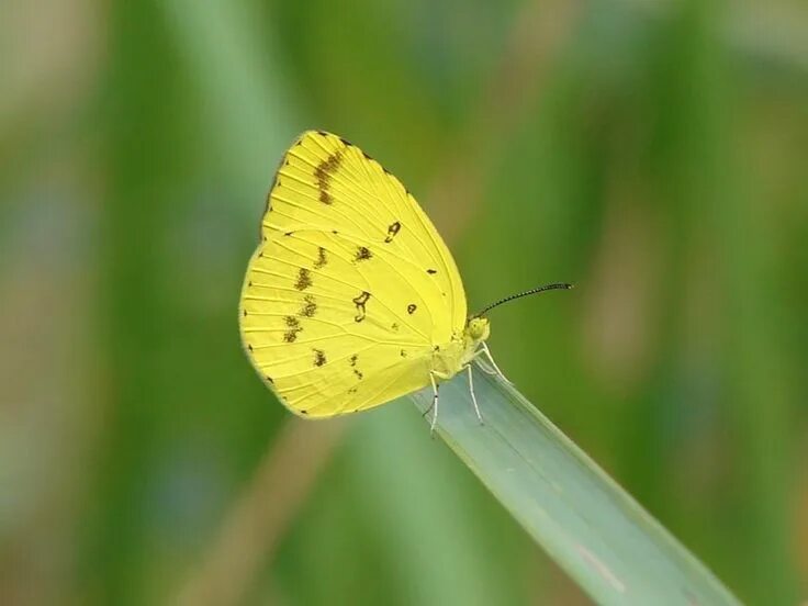 Желтые бабочки название фото Pieridae Butterfly Hot Sale