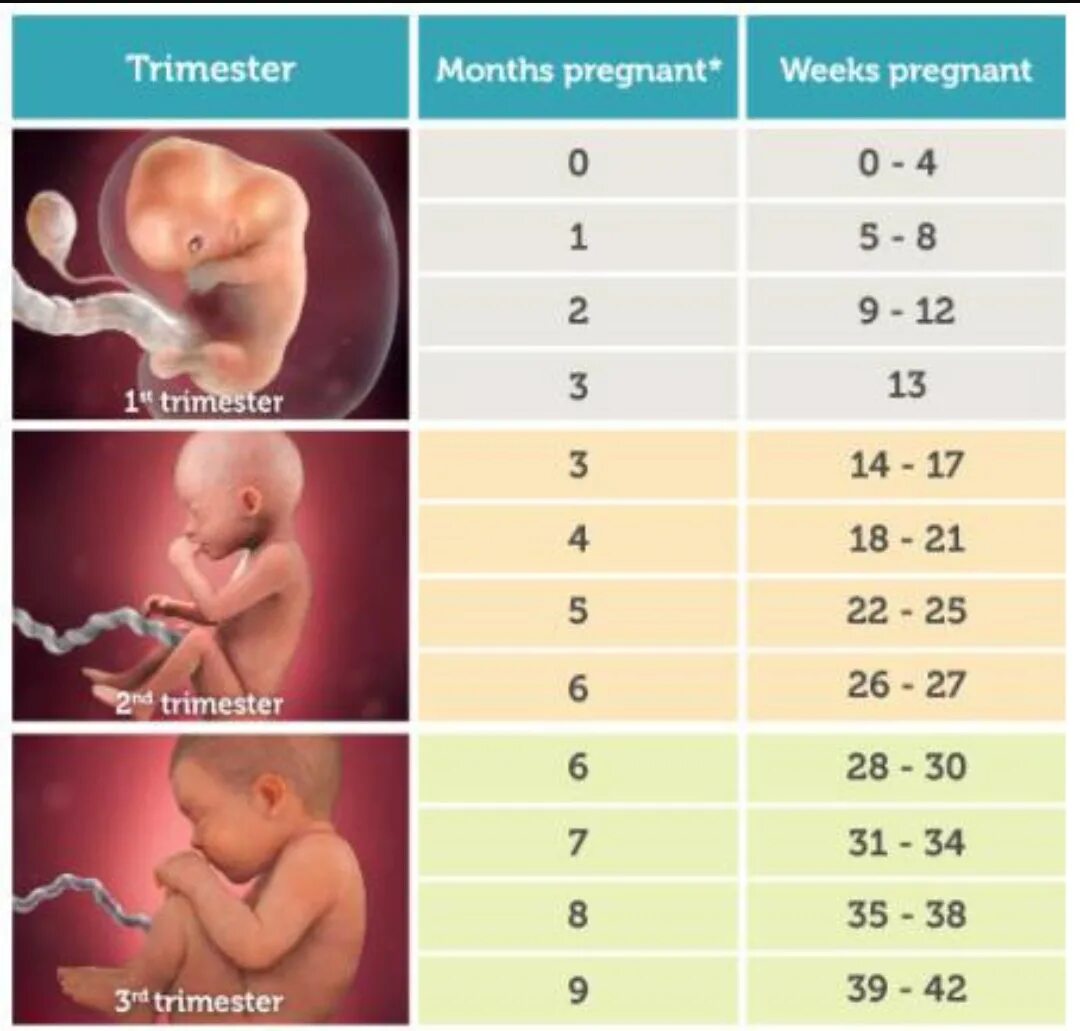 Месяцы беременности. 28 Неделя беременности триместр. Первый месяц беременности. Срок беременности 28 недель. 25 недель триместр