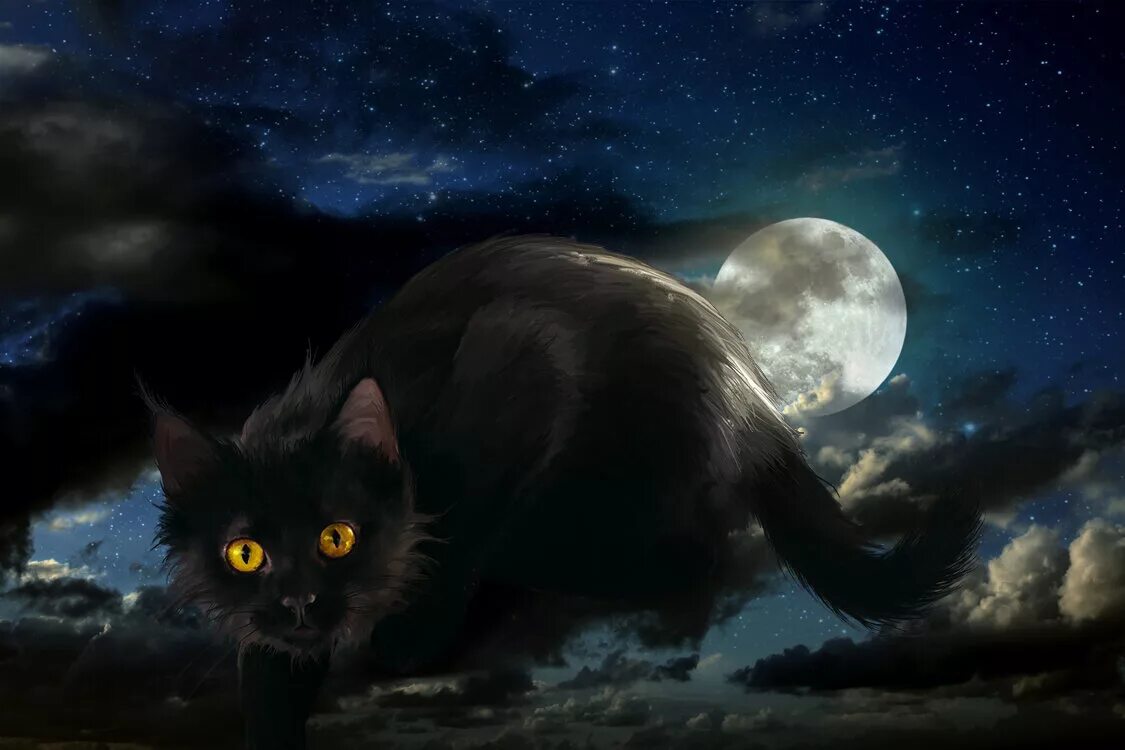 Ночная кошка. Чёрный кот. Черный кот ночью. Фэнтези кошки. Песня кошка ночь