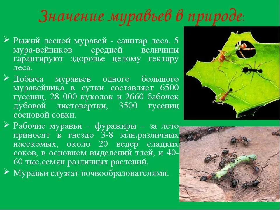 Муравьи общественные насекомые. Муравьи общественные насекомые. Молодые лесные муравьи. Презентация муравьи для дошкольников. Формика руфа.