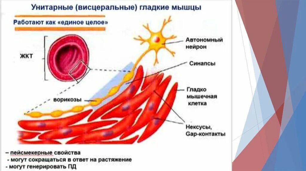 Работа гладких мышц. Гладкие мышцы. Сокращение гладкой мышцы. Сокращение гладкой мышцы физиология. Гладкая мускулатура.