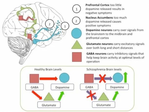 Gaba и дофамин. Dopamine Schizophrenia. Dopamine hypothesis of Schizophrenia. Глутамат и дофамин.