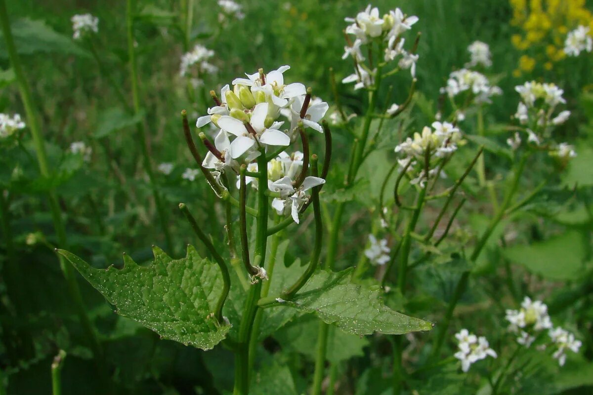 Чесночница черешковая Alliaria petiolata. Alliaria officinalis. Чесночник черешчатый. Чесночница обыкновенная растение.