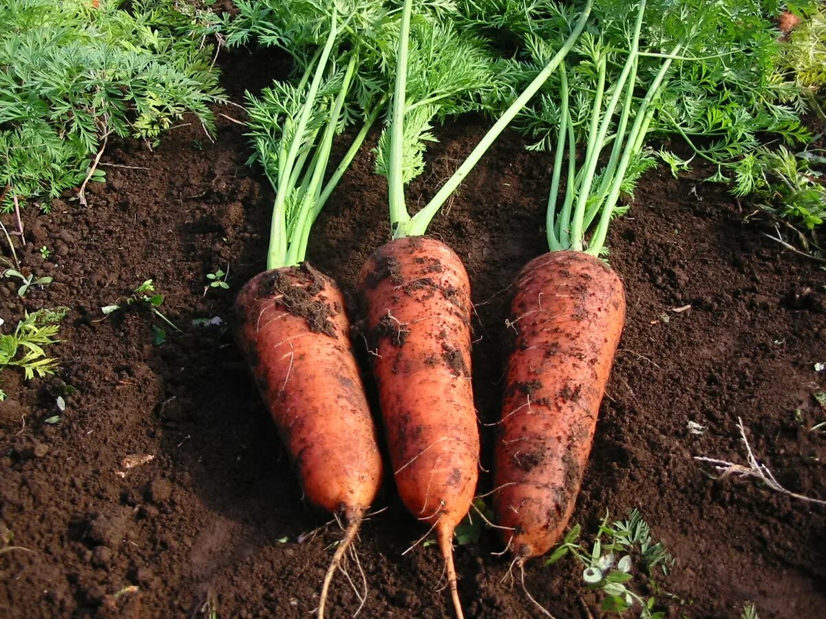 Морковь в черноземье. Морковь короткоплодная сорта. Морковь в огороде. Огород с морковкой. Морковная грядка.