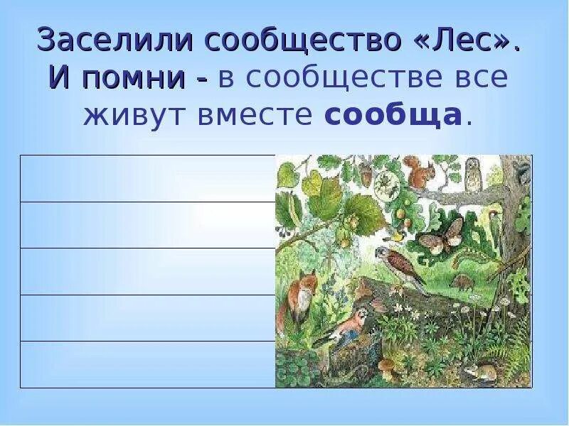 Описание природного сообщества лес. Природное сообщество леса. Проект природное сообщество лес. План изучения природного сообщества. Природное сообщество лес презентация.