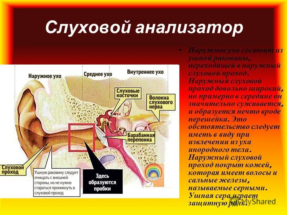 Особенность строения слухового прохода какую функцию. Наружный слуховой проход. Железы наружного слухового прохода. Наружный слуховой проход анатомия.