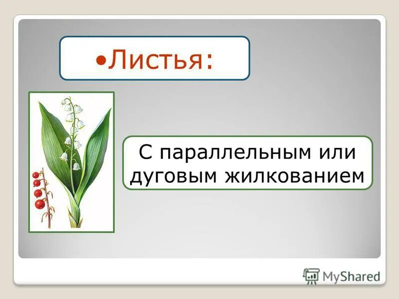 Семейство лилейные побеги. Жилкование листа лилейных растений. Семейство лилейных строение стебля. Корневая у семейства лилейных. Какой стебель у лилейных.