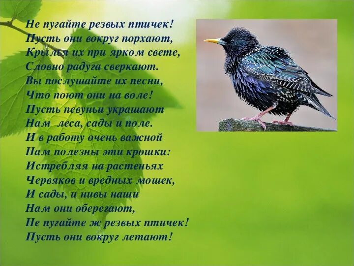 Международный день птиц. Международный день птиц стихи. Не пугайте Резвых птичек!. Стихи про птиц.