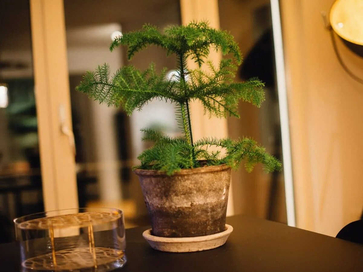 Араукария комнатная. Араукария heterophylla. Араукария разнолистная (Araucaria heterophylla). Комнатная ель араукария. Хвойные в домашних условиях