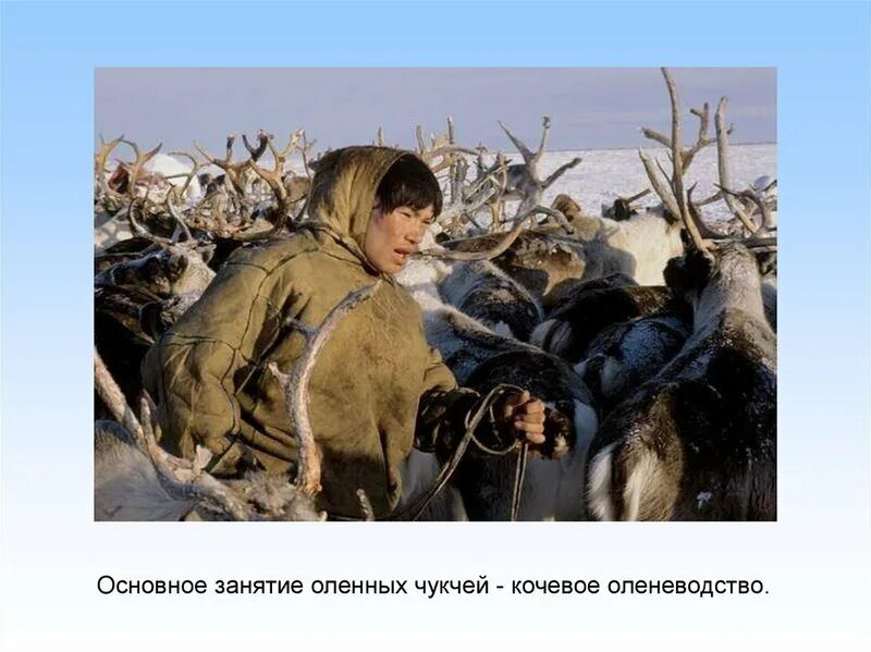 Что из перечисленного было основным занятием чукчей. Основное занятие чукчей. чукчи традиционные занятия. традиции народов чукчи презентация. занятия народа чукчи.