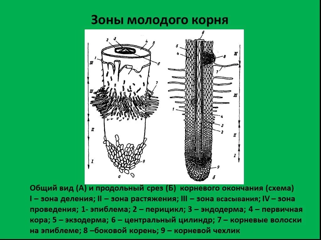 Корневой кончик. Зоны корня 6 класс биология рисунок. Продольный срез корня рисунок. Клеточное строение молодого корня зоны корня. Рисунок 7 строение и зоны молодого корня.