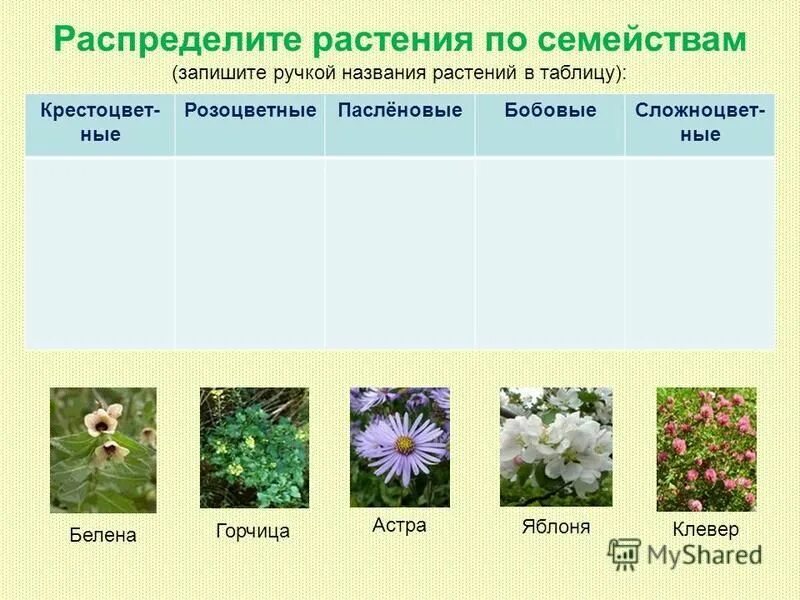 Plant snap описание. Приложение растения. Приложение для распознавания цветов. Программа для распознавания цветов. Приложение распознаватель растений.