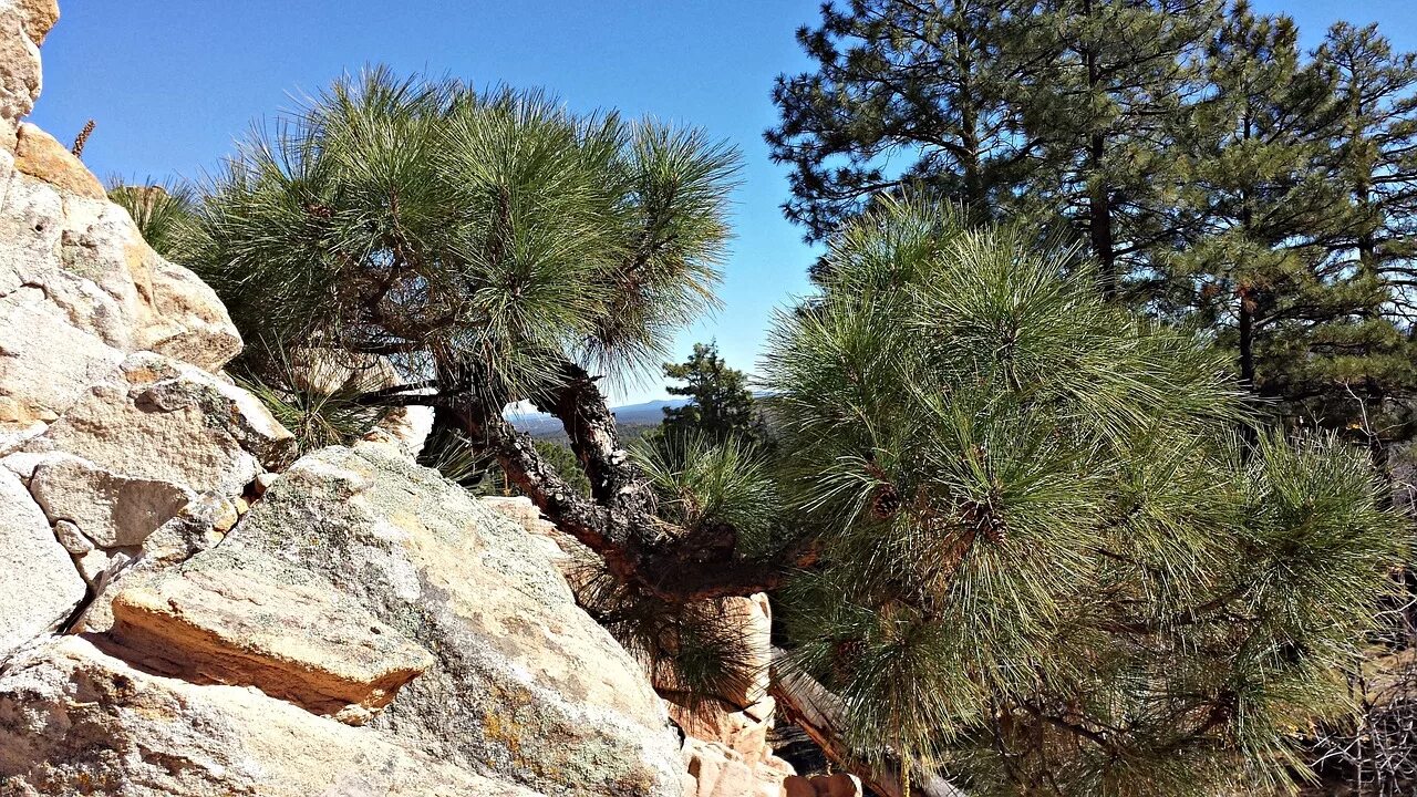 Долгожитель из хвойных. Джанхотский Бор сосны пицундской. Pinus Ponderosa. Дивноморское сосны реликтовая роща. Сосна желтая Пондероза.