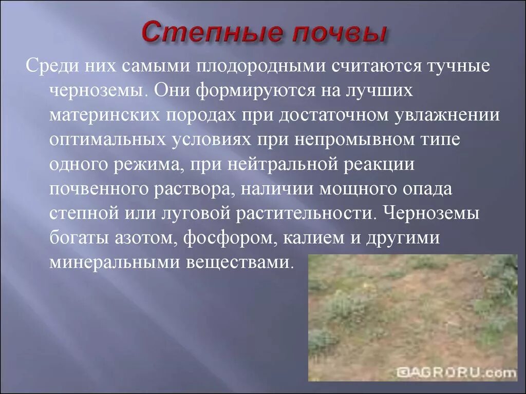 Какой тип почвы в степной зоне. Почвы степи. Почвенный Покров степи. Характеристика почвы в степи. Почвы Степной зоны.