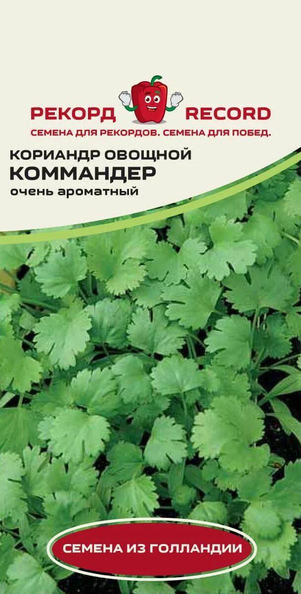 Кориандр кинза овощной. Кориандр овощной Бородинский. Кориандр (семена). Семена кинзы сорта. Кориандр сорта