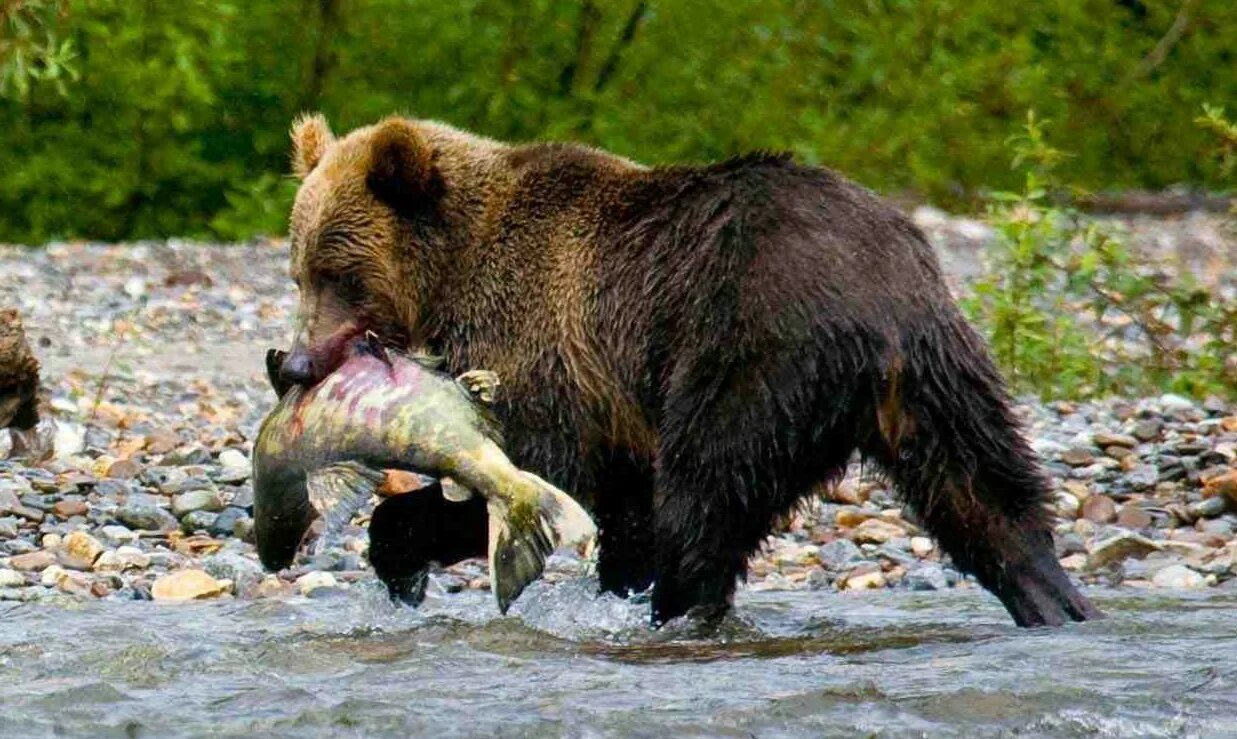 Опасны ли медведи. Северная Америка медведь Гризли. Гризли и бурый медведь. Гризли североамериканский бурый медведь. Бурый медведь (лат. Ursus arctos).