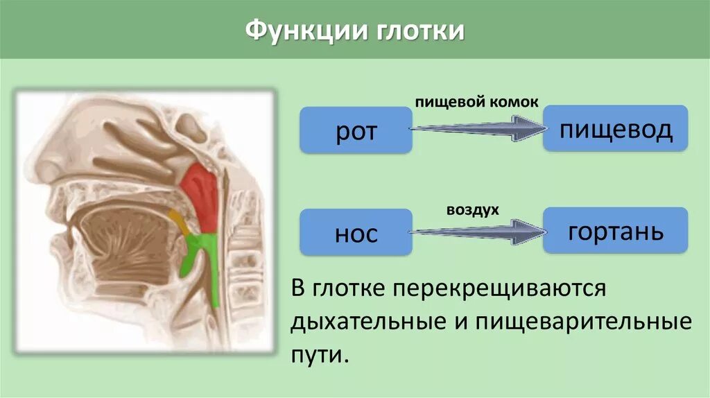 Функции глотки. Дыхательные и пищеварительные пути. Схема дыхательных и пищеварительных путей. Функции глотки человека.