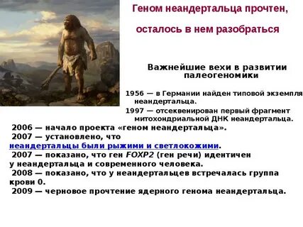 При расшифровке генома шимпанзе было установлено что