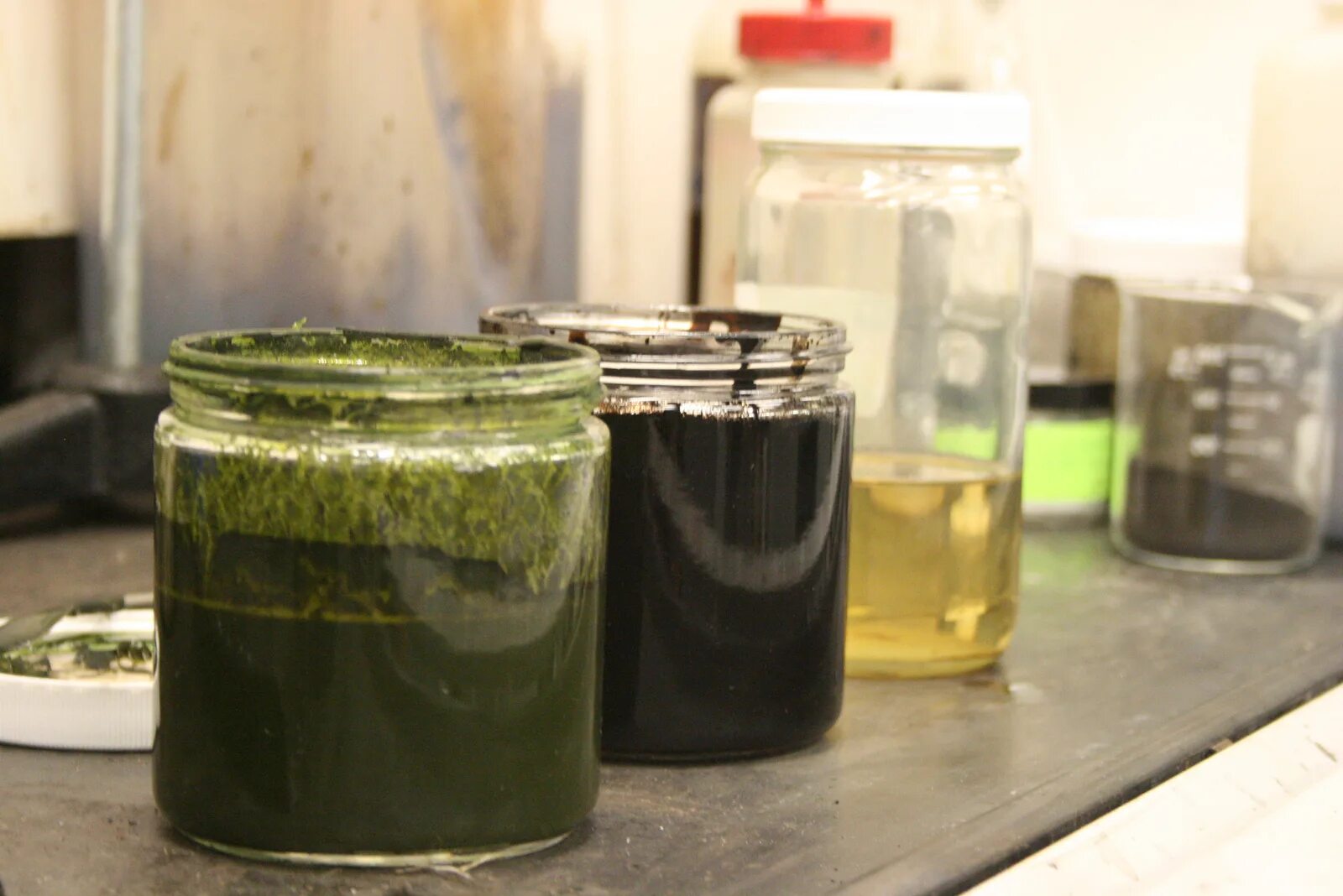 Нефть из водорослей. Топливо из водорослей. Зеленая нефть. Изумрудно зеленая нефть. Какого цвета нефть