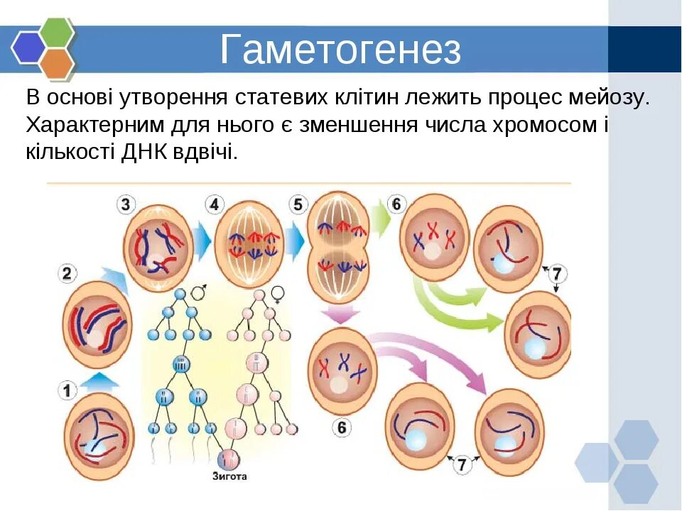 Гаметогенез. Гаметогенез у человека. Стадии гаметогенеза. Гаметогенез и онтогенез.