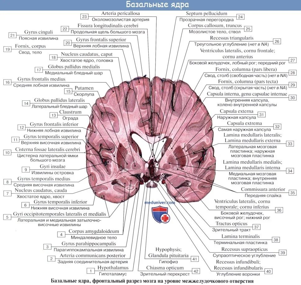 Воспаление серого вещества мозга латынь. Горизонтальный разрез головного мозга базальные ядра. Функции базальных ядер больших полушарий головного мозга. Базальные ядра конечного мозга схема. Отдел мозга к которому относятся базальные ядра.