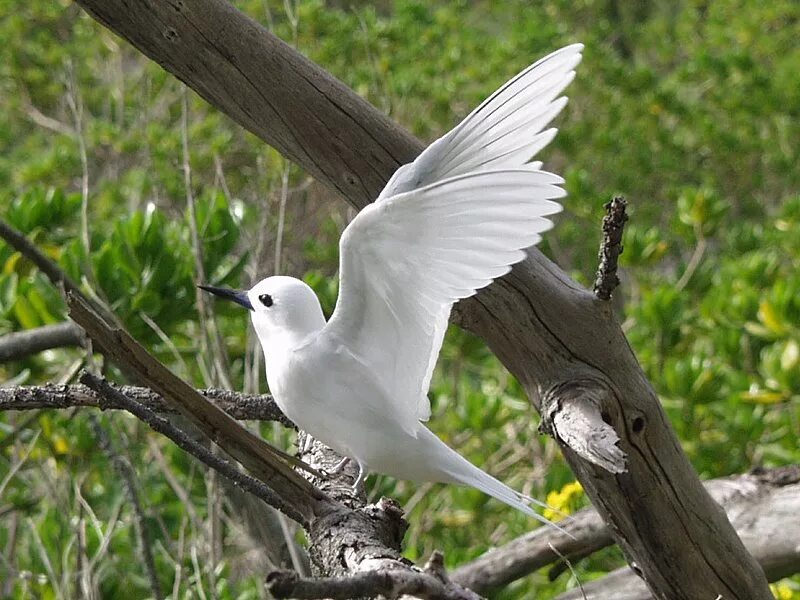 Белая крачка птица. Полярная чайка крачка. Terns. Белая крачка птица. Малая крачка рисунок.