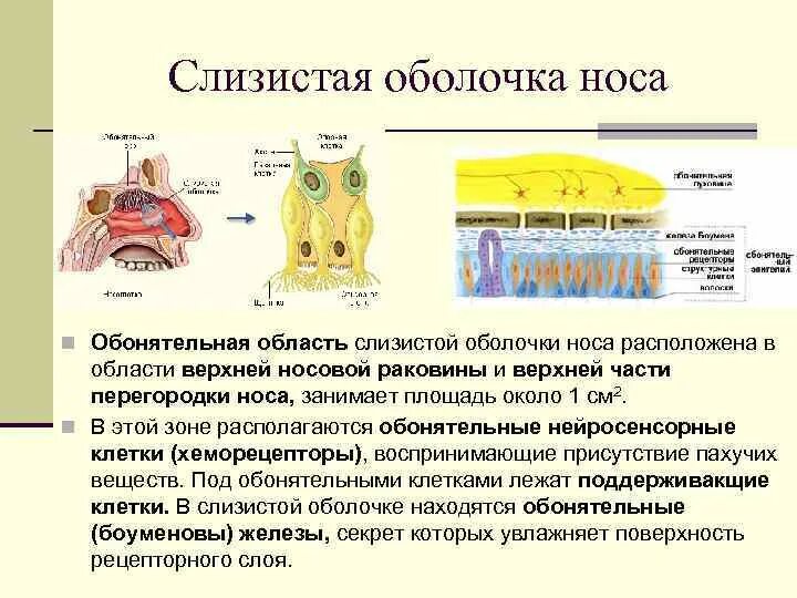 Свойства слизистых оболочек. Строение обонятельной слизистой оболочки. Слизистая полости носа строение. Особенности строения слизистой оболочки носовой полости. Слизистая оболочка обонятельной области носа.