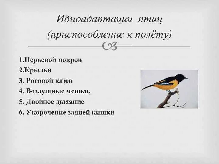 Идиоадаптация птиц. Приспособления птиц. Приспособления птиц к полету. Препосслабленик птптиц к палету.