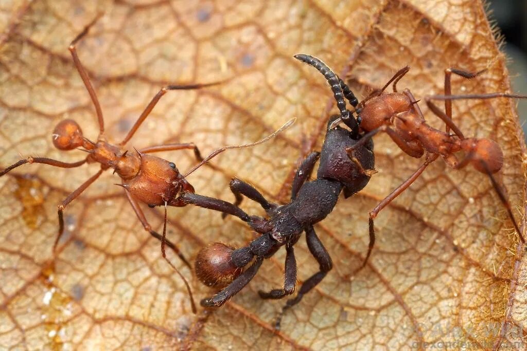Рыжий муравей питание. Сиафу муравьи убийцы. Муравьи листорезы. Муравей листорез в войны. Муравьи листорезы Королева.