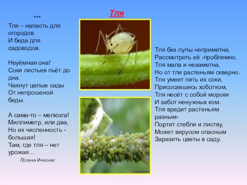 Человек тля. Тля описание. тля полезное или вредное насекомое. напала тля.