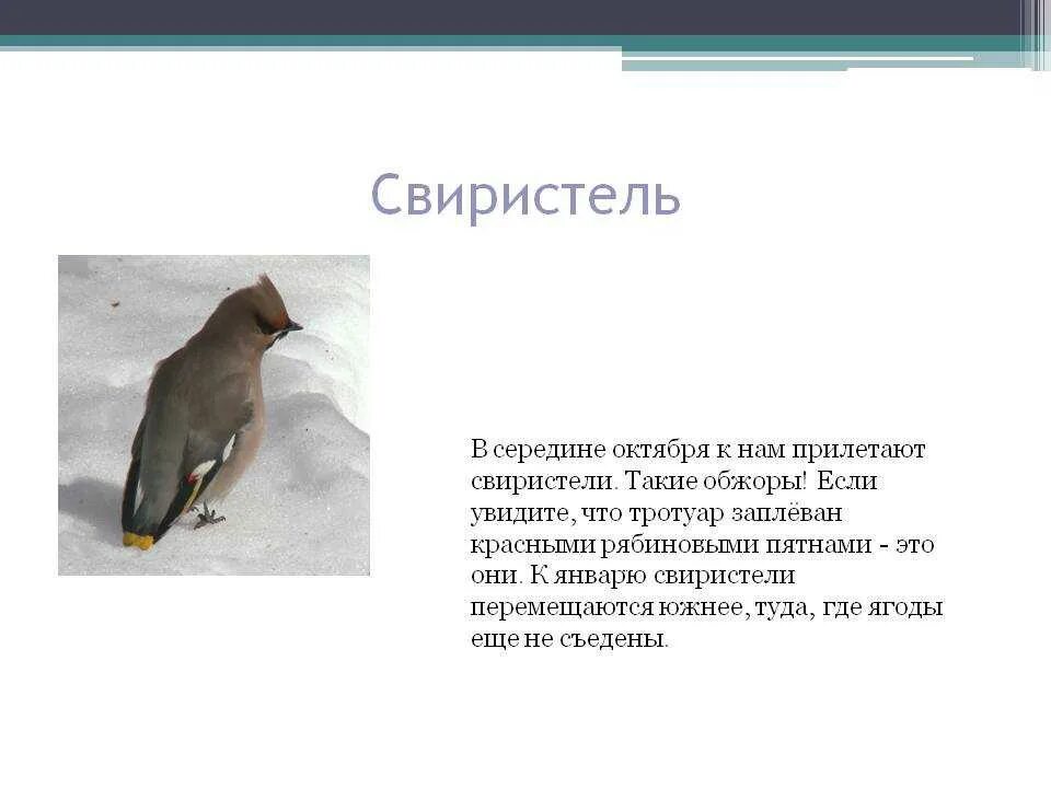 Почему свиристели. Свиристель ареал обитания. Свиристели описание для детей. Свиристель краткая информация. Свиристель особенности внешнего строения.