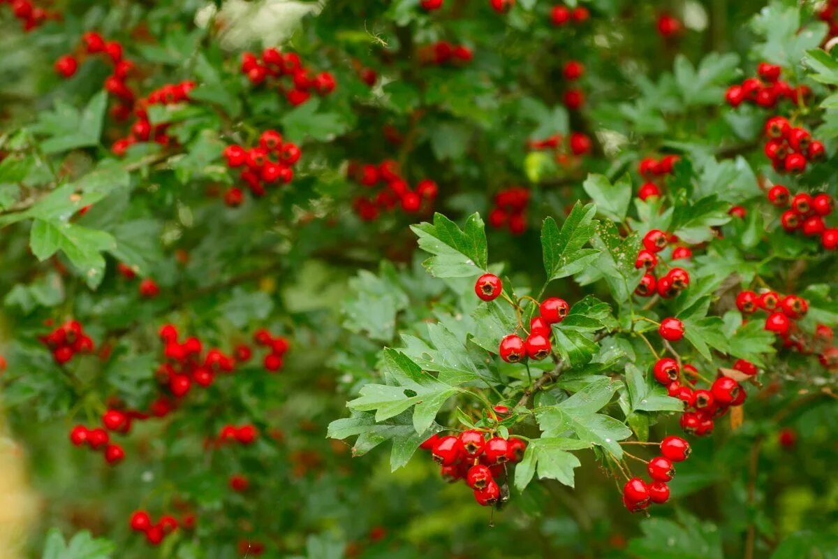 Боярышник Даурский Crataegus dahurica. Боярышник перистонадрезанный Crataegus pinnatifida. Боярышник однопестичный. Боярышник вееровидный.